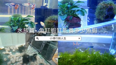 魚缸尺寸計算|魚缸尺寸參照表及選購方法